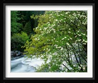 Flowering dogwood tree along the Merced River, Yosemite National Park, California Fine Art Print