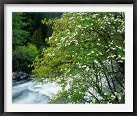 Flowering dogwood tree along the Merced River, Yosemite National Park, California Fine Art Print