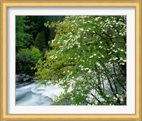 Flowering dogwood tree along the Merced River, Yosemite National Park, California Fine Art Print