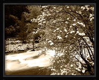 Pacific Dogwood tree over the Merced River, Yosemite National Park, California Fine Art Print