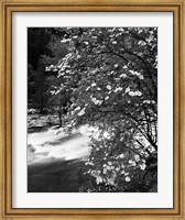 Pacific Dogwood tree, Merced River, Yosemite National Park, California Fine Art Print