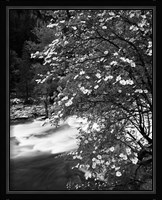 Pacific Dogwood tree, Merced River, Yosemite National Park, California Fine Art Print