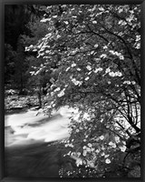 Pacific Dogwood tree, Merced River, Yosemite National Park, California Fine Art Print