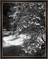 Pacific Dogwood tree, Merced River, Yosemite National Park, California Fine Art Print