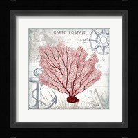 Coastal Sea Life I Framed Print