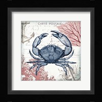 Coastal Sea Life II Framed Print