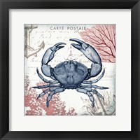 Coastal Sea Life II Framed Print