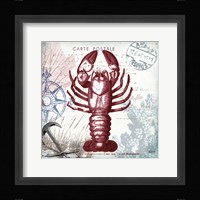 Coastal Sea Life III Framed Print