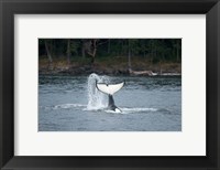 Canada, Vancouver Island, Sydney Killer whale slaps its tail Fine Art Print