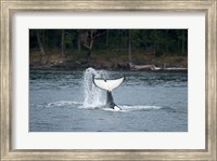 Canada, Vancouver Island, Sydney Killer whale slaps its tail Fine Art Print