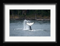 Canada, Vancouver Island, Sydney Killer whale slaps its tail Fine Art Print