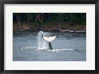Canada, Vancouver Island, Sydney Killer whale slaps its tail Fine Art Print