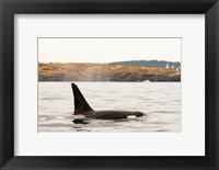 Canada, BC, Sydney Killer whale swimming in the strait of Georgia Fine Art Print