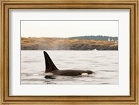 Canada, BC, Sydney Killer whale swimming in the strait of Georgia Fine Art Print
