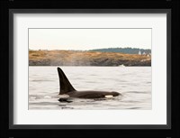 Canada, BC, Sydney Killer whale swimming in the strait of Georgia Fine Art Print