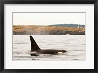 Canada, BC, Sydney Killer whale swimming in the strait of Georgia Fine Art Print