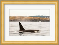 Canada, BC, Sydney Killer whale swimming in the strait of Georgia Fine Art Print