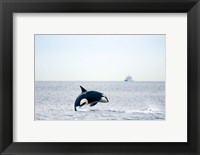 Canada, BC, Sydney, Strait of Georgia Killer whale breaching Fine Art Print