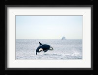Canada, BC, Sydney, Strait of Georgia Killer whale breaching Fine Art Print
