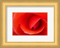 Red Begonia flower, Victoria, British Columbia Fine Art Print