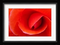 Red Begonia flower, Victoria, British Columbia Fine Art Print