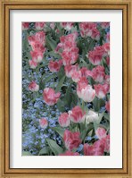 Spring Tulips of Red and White Color, Victoria, British Columbia, Canada Fine Art Print