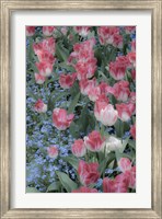 Spring Tulips of Red and White Color, Victoria, British Columbia, Canada Fine Art Print