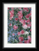 Spring Tulips of Red and White Color, Victoria, British Columbia, Canada Fine Art Print