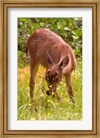 Sitka Black Tail Deer, Fawn Eating Grass, Queen Charlotte Islands, Canada Fine Art Print