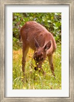 Sitka Black Tail Deer, Fawn Eating Grass, Queen Charlotte Islands, Canada Fine Art Print