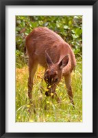Sitka Black Tail Deer, Fawn Eating Grass, Queen Charlotte Islands, Canada Fine Art Print