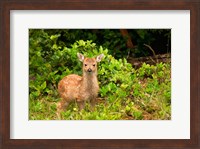 Fawn, Sitka Black Tailed Deer, Queen Charlotte Islands, Canada Fine Art Print