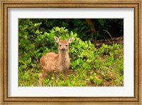 Fawn, Sitka Black Tailed Deer, Queen Charlotte Islands, Canada Fine Art Print