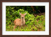 Fawn, Sitka Black Tailed Deer, Queen Charlotte Islands, Canada Fine Art Print