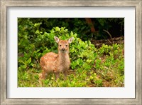 Fawn, Sitka Black Tailed Deer, Queen Charlotte Islands, Canada Fine Art Print