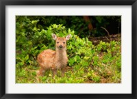 Fawn, Sitka Black Tailed Deer, Queen Charlotte Islands, Canada Fine Art Print