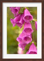 Fox Glove Blooms, Queen Charlotte Islands, Canada Fine Art Print