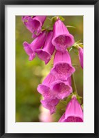 Fox Glove Blooms, Queen Charlotte Islands, Canada Fine Art Print