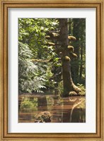 Rainforest and Swamp, Queen Charlotte Islands, Canada Fine Art Print
