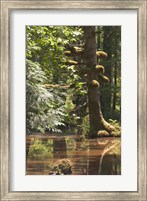 Rainforest and Swamp, Queen Charlotte Islands, Canada Fine Art Print
