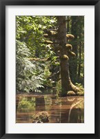 Rainforest and Swamp, Queen Charlotte Islands, Canada Fine Art Print