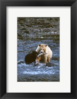 Sow with Cub Eating Fish, Rainforest of British Columbia Fine Art Print