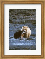 Sow with Cub Eating Fish, Rainforest of British Columbia Fine Art Print