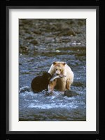Sow with Cub Eating Fish, Rainforest of British Columbia Fine Art Print