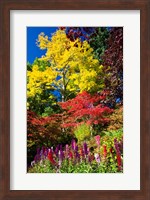 Autumn Color, Butchard Gardens, Victoria, British Columbia, Canada Fine Art Print