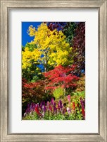 Autumn Color, Butchard Gardens, Victoria, British Columbia, Canada Fine Art Print