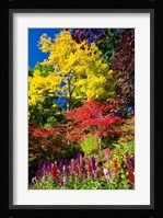 Autumn Color, Butchard Gardens, Victoria, British Columbia, Canada Fine Art Print