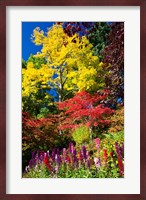 Autumn Color, Butchard Gardens, Victoria, British Columbia, Canada Fine Art Print