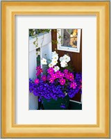 British Columbia, Victoria, Flower Pot Fine Art Print