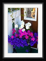 British Columbia, Victoria, Flower Pot Fine Art Print